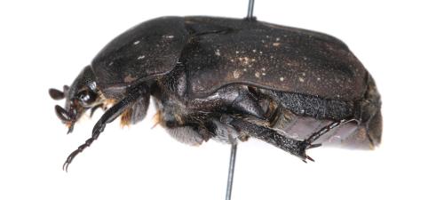 Réf. 293 730 : Netocia morio